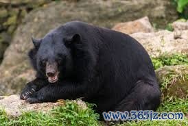 熊出没！因草坪近邻发现熊类陈迹，日本J3福岛联告示暂停球迷参不雅